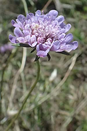 Scabiosa columbaria \ Tauben-Skabiose / Small Scabious, I Liguria, Passo di Cento Croci 27.9.2023