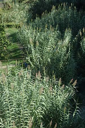 Arundo donax \ Pfahlrohr, Spanisches Rohr, I Liguria, Cinque Terre 28.9.2023