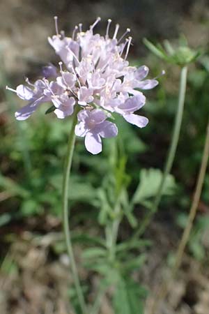 Scabiosa triandra \ Sdliche Skabiose / Southern Scabious, I Liguria, Sestri Levante 3.10.2023