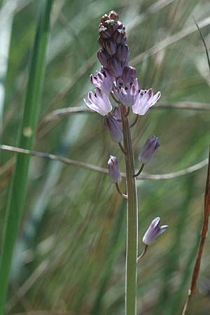 Scilla autumnalis \ Herbst-Blaustern / Autumn Squill, I Passignano 17.9.1996