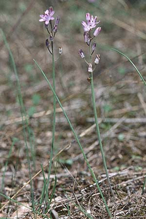 Scilla autumnalis / Autumn Squill, I Passignano 17.9.1996