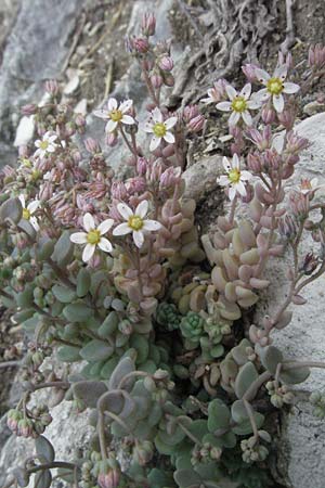 Sedum dasyphyllum \ Dickblttriger Mauerpfeffer, I Gole del Salinello bei Ripe 6.6.2007