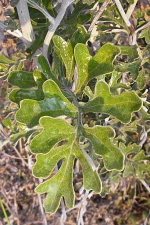 Senecio cineraria \ Aschen-Greiskraut, Silber-Greiskraut / Silver Ragwort, Dusty Miller, I Savona 23.5.2010