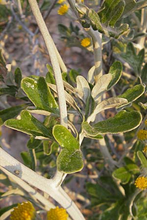 Senecio cineraria \ Aschen-Greiskraut, Silber-Greiskraut, I Savona 23.5.2010