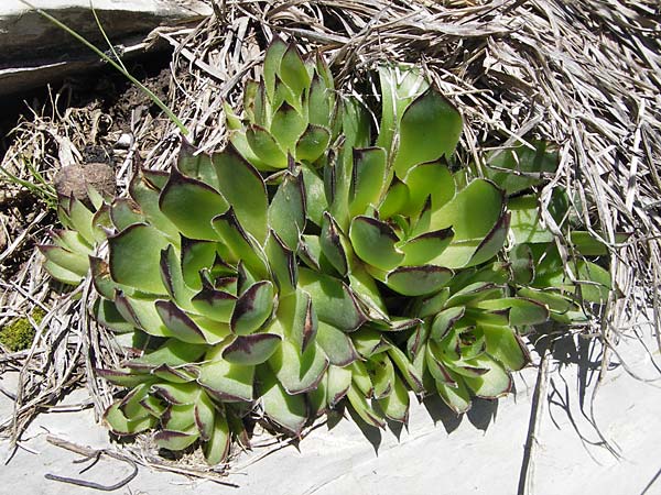 Sempervivum grandiflorum \ Grobltige Hauswurz / Large-Flowered House-Leek, I Liguria, Molini di Triora 26.5.2013