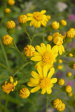 Senecio paludosus \ Sumpf-Greiskraut / Fen Ragwort, I Liguria, Loano 28.5.2013