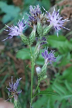 Serratula tinctoria / Saw Wort, I Liguria, Sestri Levante 3.10.2023