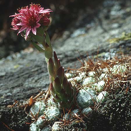 Sempervivum arachnoideum / Cobweb House-Leek, I Fassa - Valley 2.7.1993