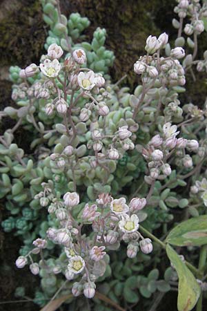 Sedum dasyphyllum \ Dickblttriger Mauerpfeffer, I Perugia 3.6.2007