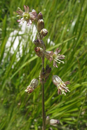 Silene roemeri \ Roemers Leimkraut / Roemer's Catchfly, I Monti Sibillini 8.6.2007