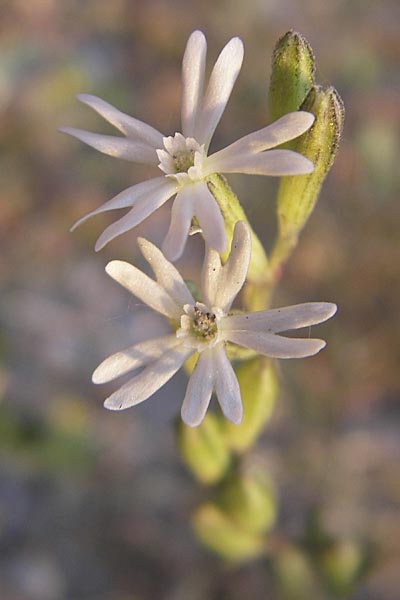 Silene nocturna \ Nacht-Leimkraut / Mediterranean Catchfly, I Savona 23.5.2010