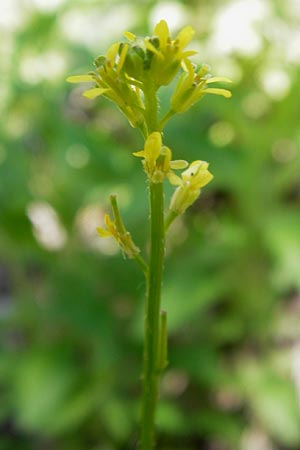 Sisymbrium irio \ Glanz-Rauke / London Rocket, I Liguria, Toirano 20.5.2013