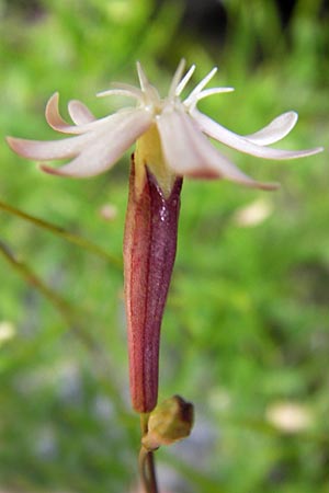 Silene hayekiana \ Hayeks Leimkraut / Hayek Catchfly, I Liguria, Sassello 25.5.2013