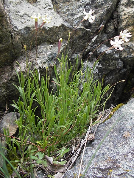 Silene hayekiana \ Hayeks Leimkraut / Hayek Catchfly, I Liguria, Sassello 25.5.2013