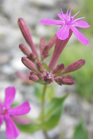 Silene armeria \ Nelken-Leimkraut / Sweet-William Campion, I Liguria, Sassello 25.5.2013