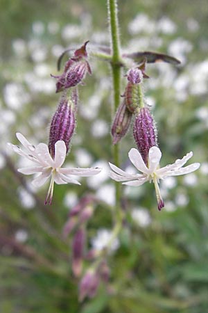 Silene nutans \ Nickendes Leimkraut, I Liguria, Col de San Bernardo 28.5.2013