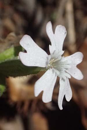 Silene latifolia subsp. alba \ Weie Lichtnelke / White Campion, I Liguria, Passo di Cento Croci 27.9.2023