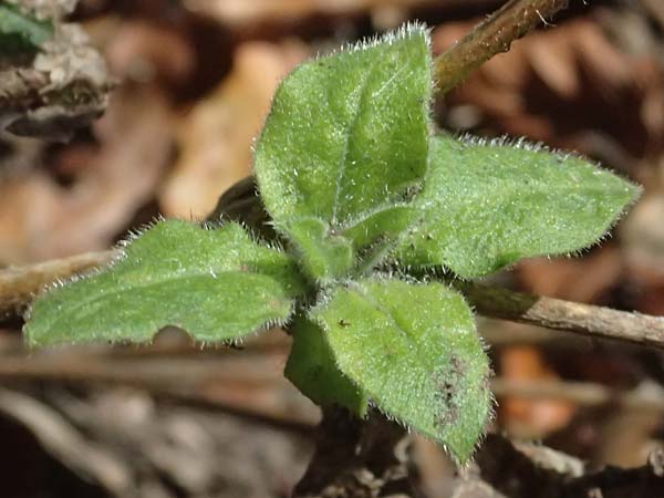 Silene latifolia subsp. alba \ Weie Lichtnelke / White Campion, I Liguria, Passo di Cento Croci 27.9.2023