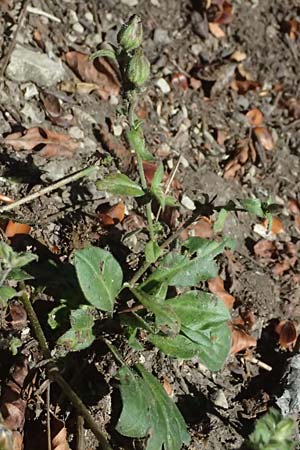 Silene latifolia subsp. alba \ Weie Lichtnelke, I Liguria, Passo di Cento Croci 27.9.2023