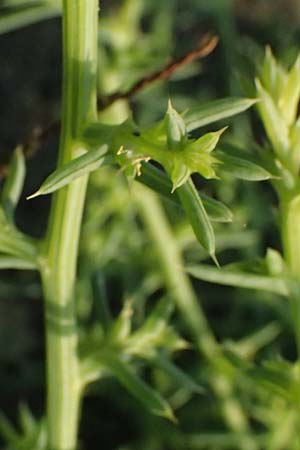 Salsola kali subsp. kali \ Kali-Salzkraut / Prickly Glasswort, I Liguria, Sestri Levante 3.10.2023