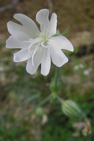 Silene latifolia subsp. alba \ Weie Lichtnelke, I Albisola 22.5.2010