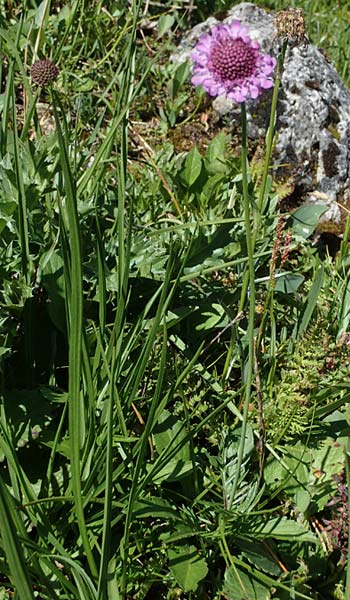 Scabiosa lucida subsp. lucida \ Glnzende Skabiose / Shining Scabious, I Südtirol,  Plätzwiese 5.7.2022