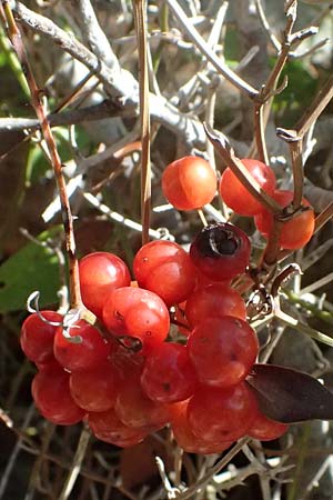 Smilax aspera \ Stechwinde / Rough Bindweed, I Liguria, Moneglia 26.9.2023