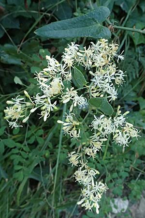 Smilax aspera \ Stechwinde, I Liguria, Sestri Levante 3.10.2023