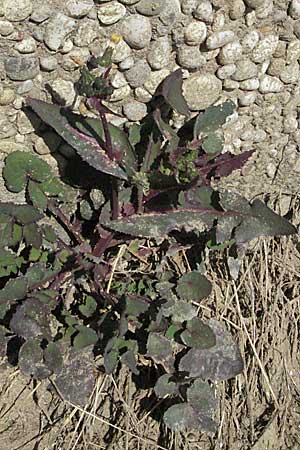 Sonchus oleraceus \ Kohl-Gnsedistel, I Jesolo 17.2.2007