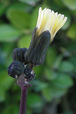 Sonchus oleraceus \ Kohl-Gnsedistel, I Jesolo 19.2.2007