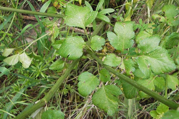 Smyrnium olusatrum \ Gespenst-Gelbdolde, Pferde-Eppich / Alexanders, I Liguria, Castelvecchio di Rocca Barbena 19.5.2013