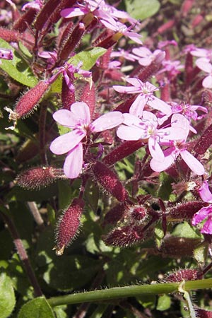 Saponaria ocymoides \ Rotes Seifenkraut / Rock Soapwort, I Liguria, Piana Crixia 21.5.2013