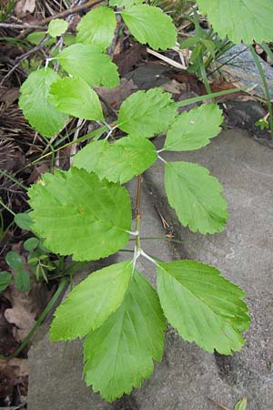 Sorbus latifolia s.l. \ Breitblttrige Mehlbeere / Broad-Leaved European Mountain-Ash, I Liguria, Sassello 25.5.2013