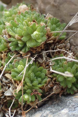 Saxifraga presolanensis \ Presolana-Steinbrech / Presolana Saxifrage, I Alpi Bergamasche, Pizzo Arera 9.6.2017