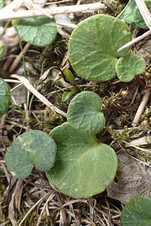 Soldanella pusilla \ Kleines Alpenglckchen / Dwarf Soldanella, Dwarf Snowbell, I Passo San Marco 10.6.2017