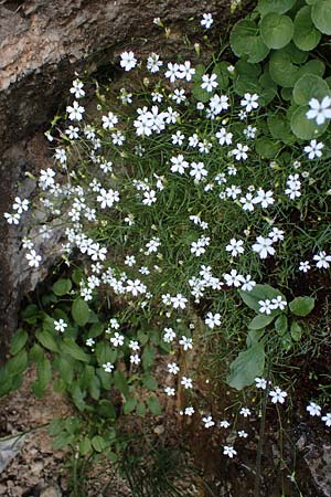 Silene pusilla \ Vierzhniger Strahlensame, Kleines Leimkraut / Alpine Catchfly, I Südtirol,  Plätzwiese 5.7.2022