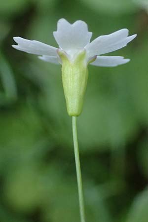 Silene pusilla \ Vierzhniger Strahlensame, Kleines Leimkraut / Alpine Catchfly, I Südtirol,  Plätzwiese 5.7.2022