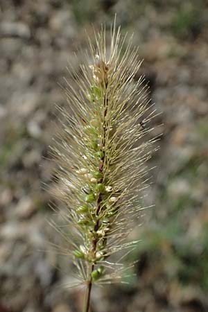 Setaria viridis \ Grne Borstenhirse / Green Bristle Grass, I Liguria, Deiva Marina 30.9.2023