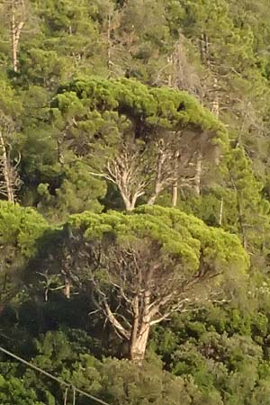 Pinus pinea \ Schirm-Kiefer / Stone Pine, I Liguria, Deiva Marina 30.9.2023