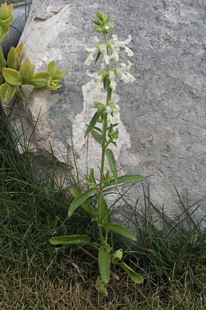 Stachys recta \ Aufrechter Ziest, I San Benedetto del Tronco 6.6.2007