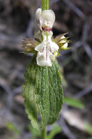 Stachys recta \ Aufrechter Ziest, I Liguria, Castelvecchio di Rocca Barbena 19.5.2013