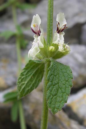 Stachys recta \ Aufrechter Ziest, I Finale Ligure 31.5.2013