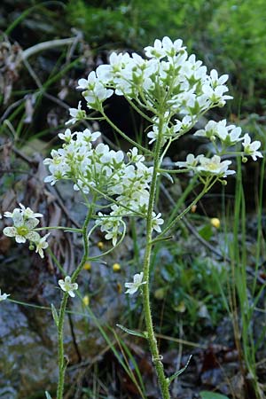 Saxifraga hostii subsp. rhaetica \ Rtischer Steinbrech, I Alpi Bergamasche, Zambla Alta 7.6.2017