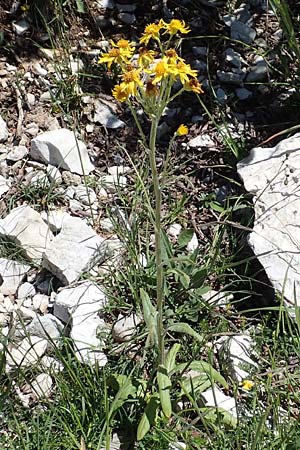 Tephroseris tenuifolia \ Lger-Greiskraut, Schweizer Aschenkraut / Groundsel, I Alpi Bergamasche, Pizzo Arera 7.6.2017