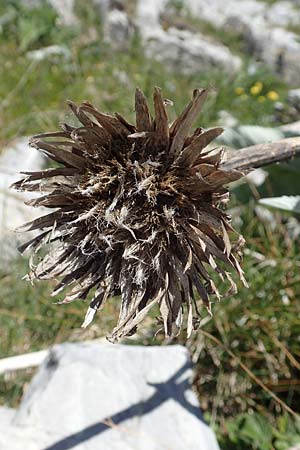 Rhaponticum scariosum subsp. rhaponticum \ Alpen-Bergscharte, Riesen-Flockenblume / Giant Knapweed, I Alpi Bergamasche, Pizzo Arera 7.6.2017