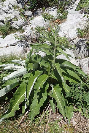 Rhaponticum scariosum subsp. rhaponticum \ Alpen-Bergscharte, Riesen-Flockenblume / Giant Knapweed, I Alpi Bergamasche, Pizzo Arera 7.6.2017