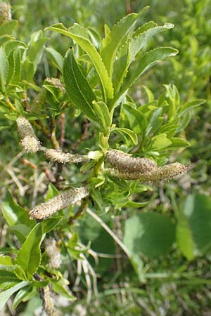 Salix waldsteiniana \ Waldsteins Weide, Bumchen-Weide / Waldstein's Willow, I Alpi Bergamasche, Pizzo Arera 9.6.2017