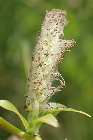 Salix waldsteiniana \ Waldsteins Weide, Bumchen-Weide / Waldstein's Willow, I Alpi Bergamasche, Pizzo Arera 9.6.2017