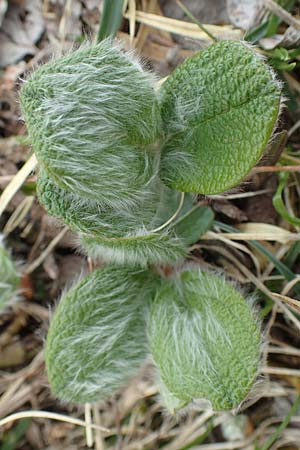 Salix reticulata \ Netzadrige Weide / Net-Leaved Willow, I Alpi Bergamasche, Pizzo Arera 9.6.2017