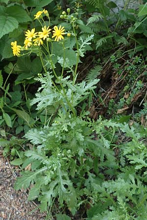 Senecio rupestris \ Felsen-Greiskraut / Rock Ragwort, I Passo San Marco 10.6.2017